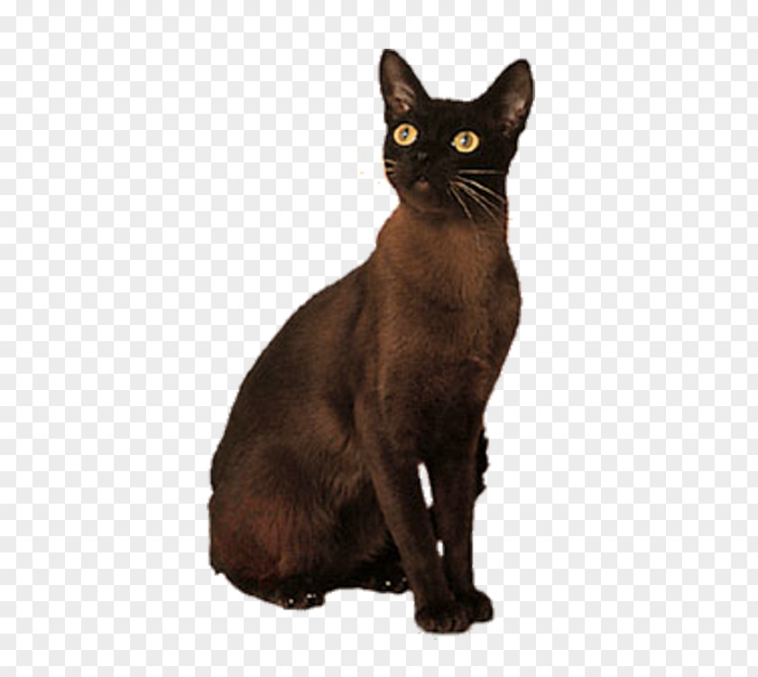 Brown Cat Bombay Korat German Rex Domestic Short-haired Black PNG