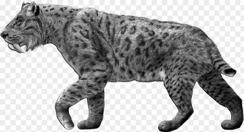 Cheetah Smilodon Populator Machairodontinae Saber-toothed Cat Dire Wolf Pleistocene PNG