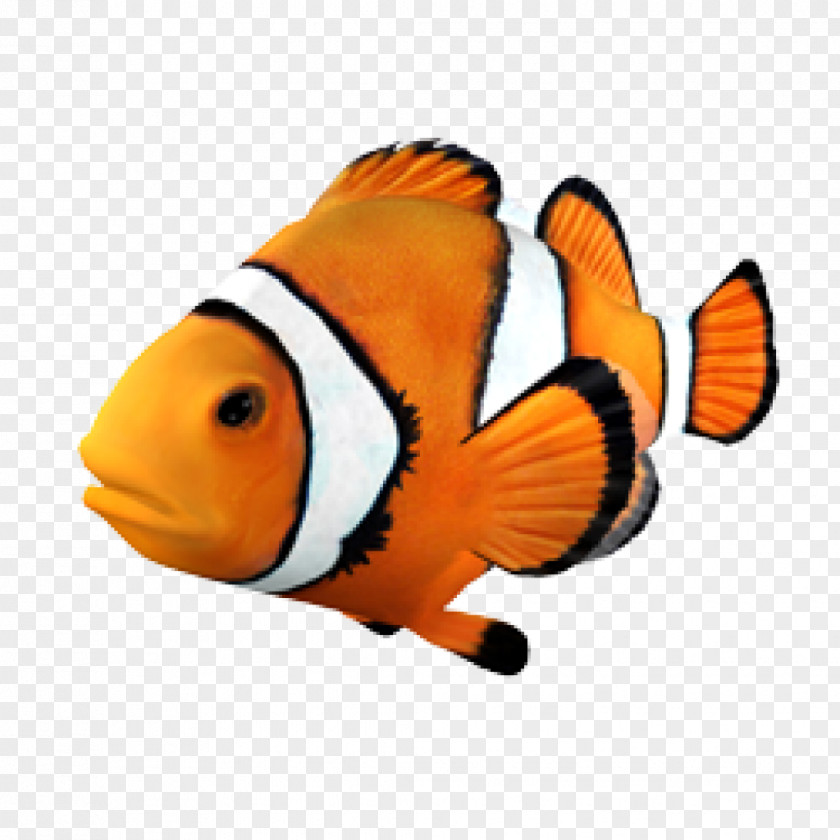Fish Goldfish Clownfish Angelfish Tropical PNG