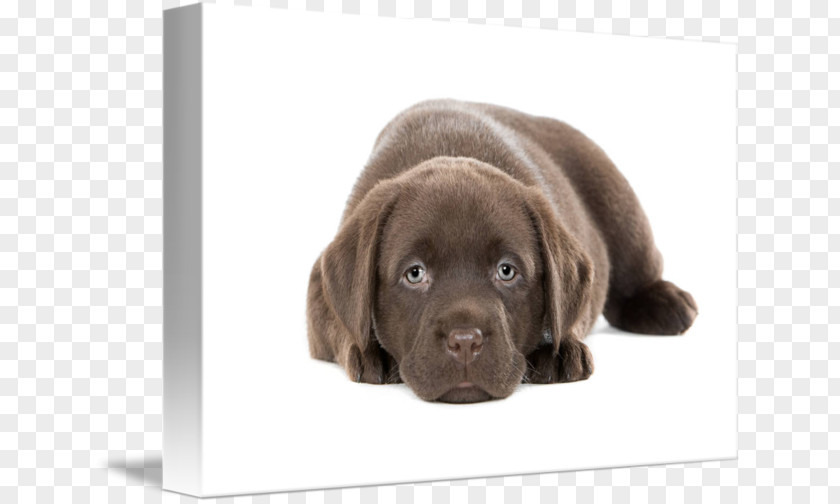 Chocolate Lab Labrador Retriever Flat-Coated Puppy Golden Dog Breed PNG
