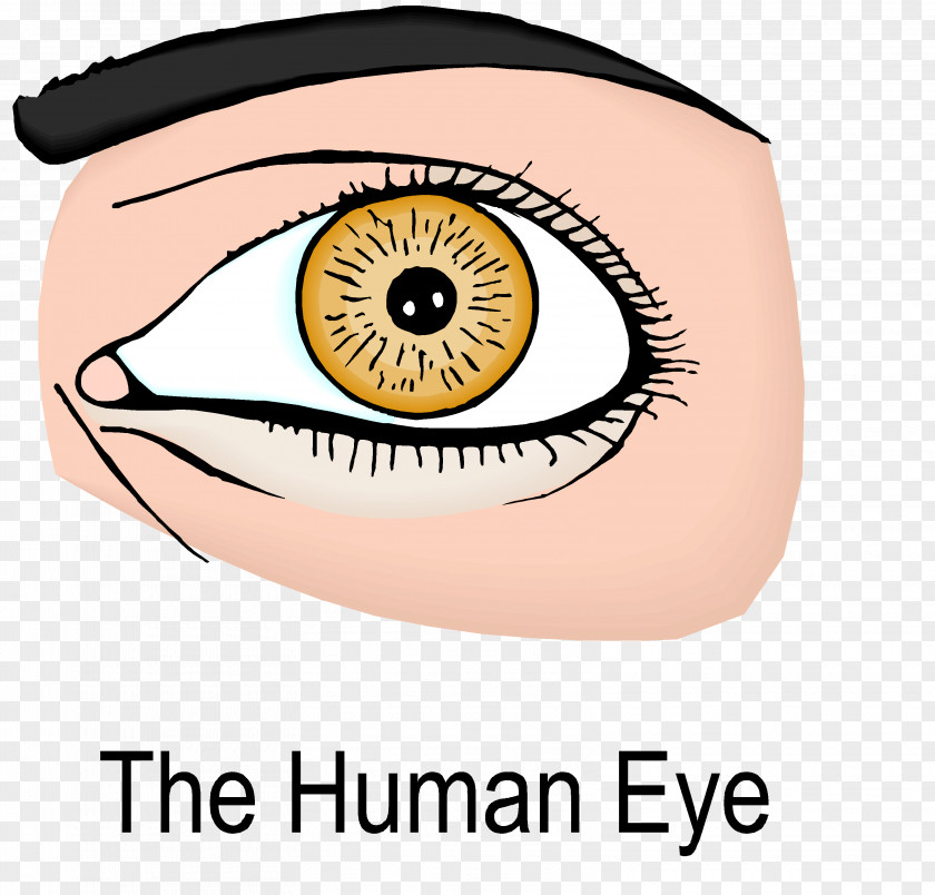 Eye Miosis Definition English Dictionary PNG