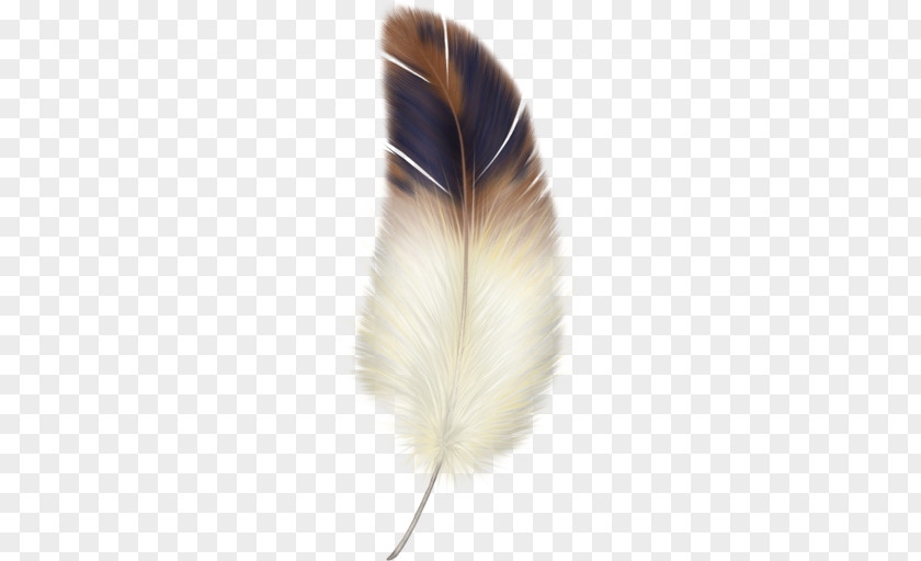 Feather Paper PNG