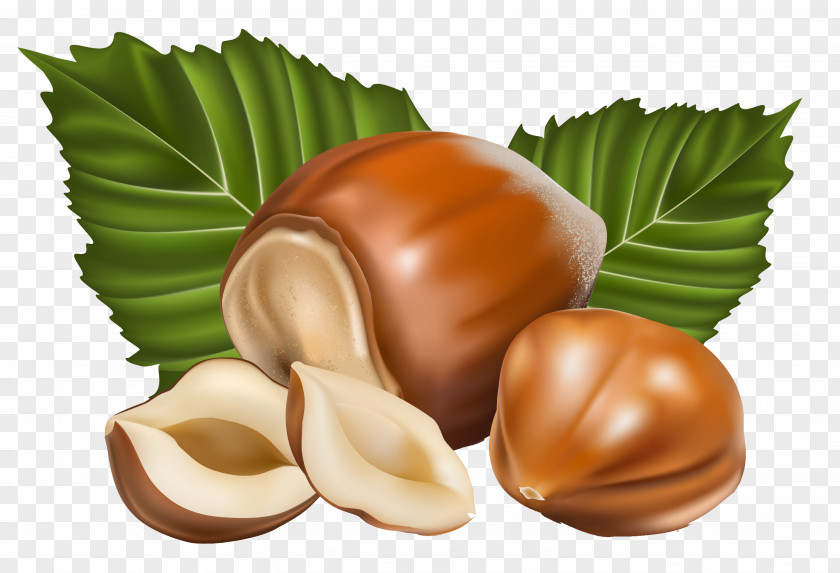 Hazelnut Cliparts Praline Custard Chocolate Flavor PNG