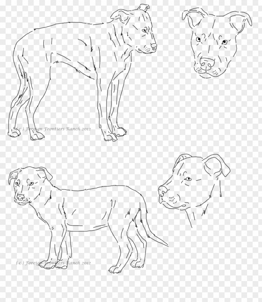 Pitbull Pit Bull Drawing Cat Lion Art PNG