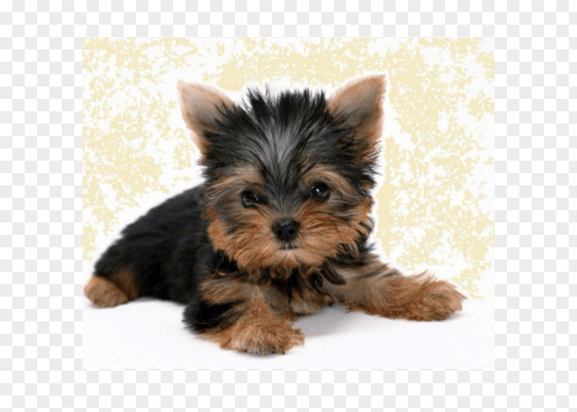 Puppy Yorkshire Terrier West Highland White Maltese Dog Boston PNG