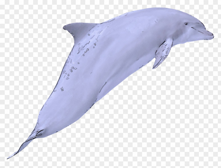 Bottlenose Dolphin Cetacea Short-beaked Common Rough-toothed PNG