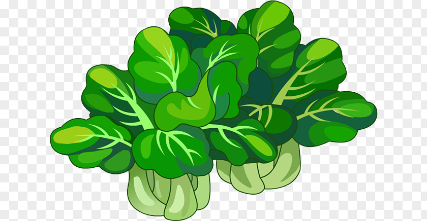 Chinese Cabbage Leaf Vegetable Napa PNG