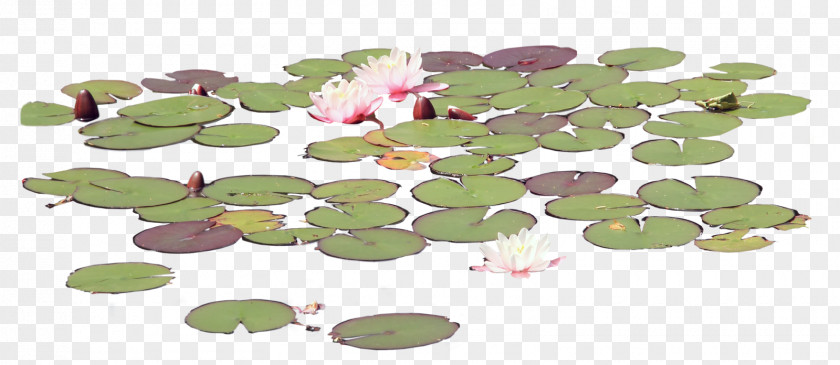 Lake Petal Leaf Flower Organism PNG