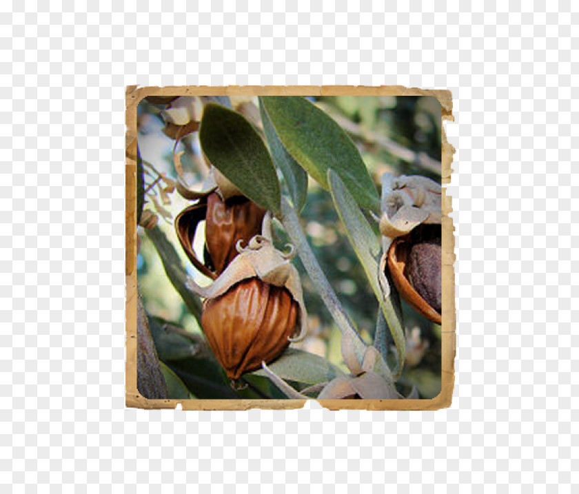 Oil La Jojoba Simmondsia Chinensis (jojoba) Seed Powder PNG