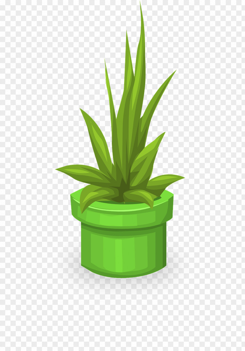 Plant PNG