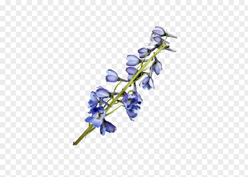 Watercolor Flowers Painting Flower Blue PNG