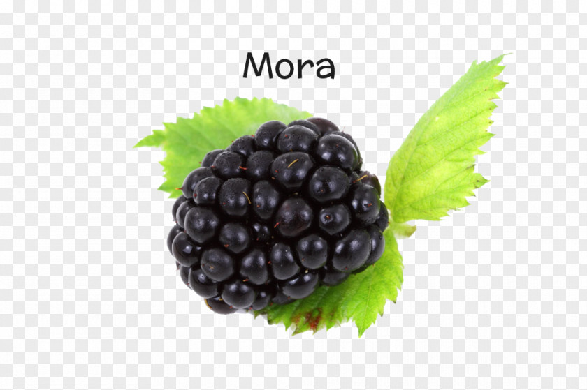 Blackberry Fruit Amora Image Resolution PNG
