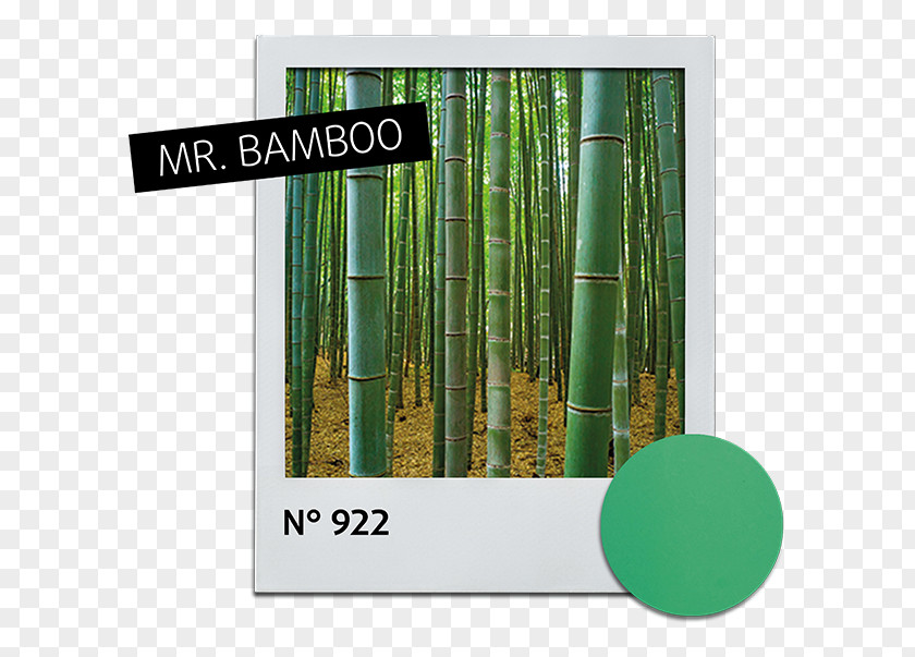Bamboo Strip History Text Alessandro Striplac Nail Polish White Spa PNG
