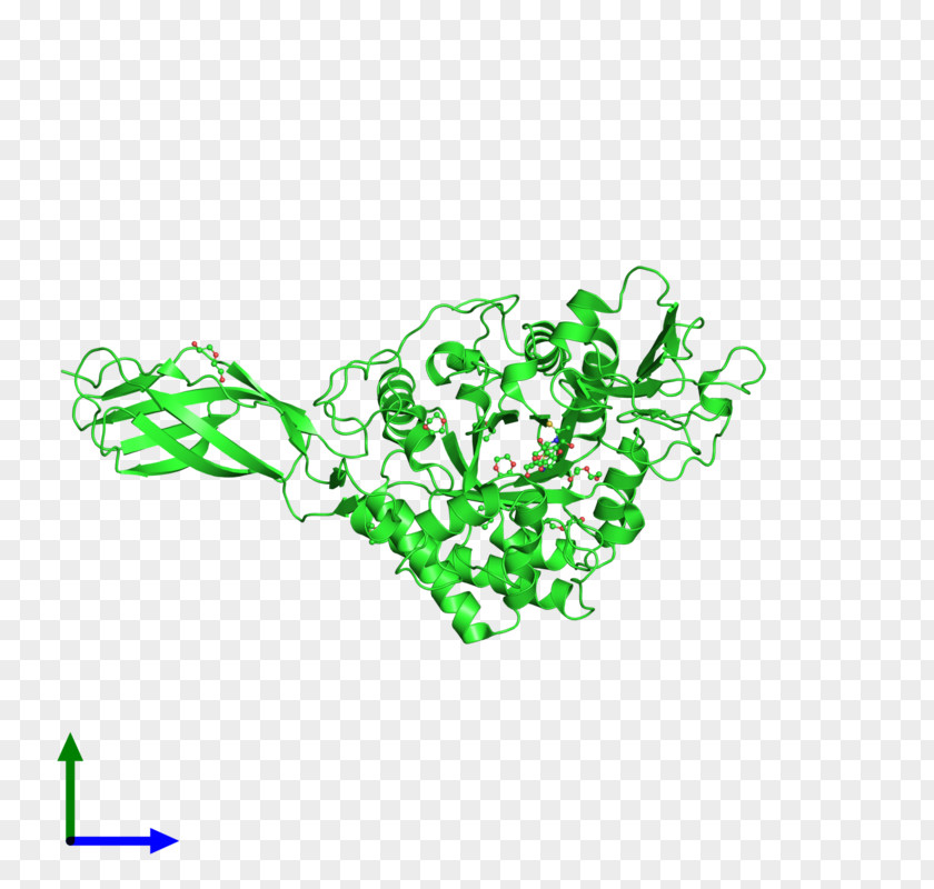 Chitinase Serratia Marcescens Polysaccharide Wikipedia PNG