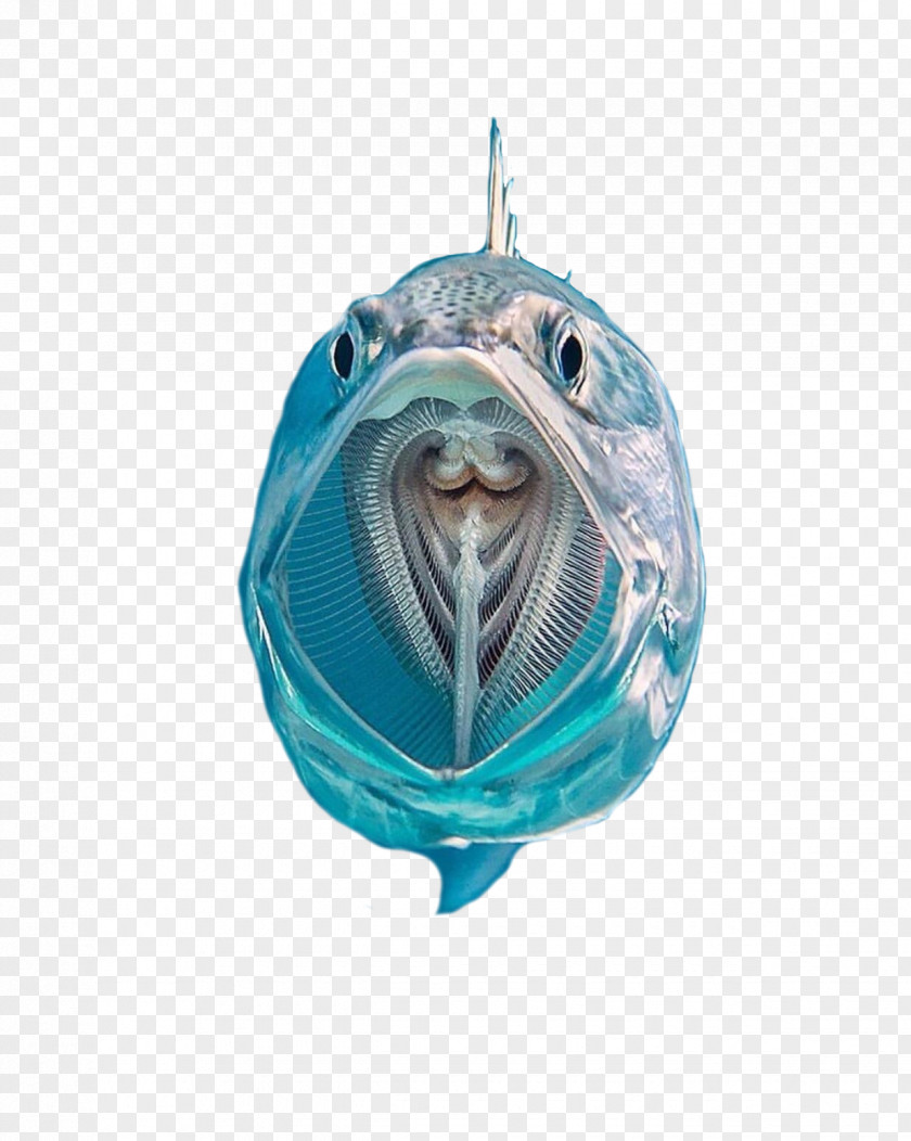 Mackerel Chub Fish Zooplankton Filter Feeder PNG