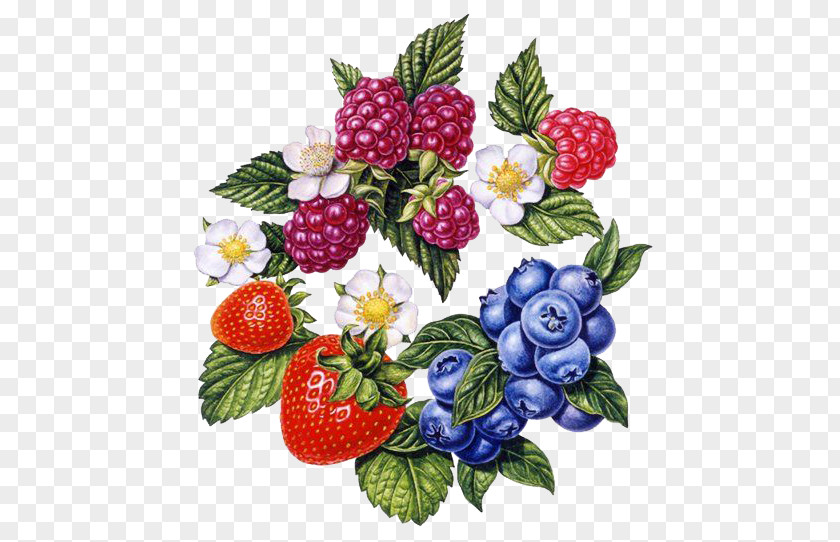 Renaissance Style Berries Combination Frutti Di Bosco Strawberry Painting Art Illustration PNG