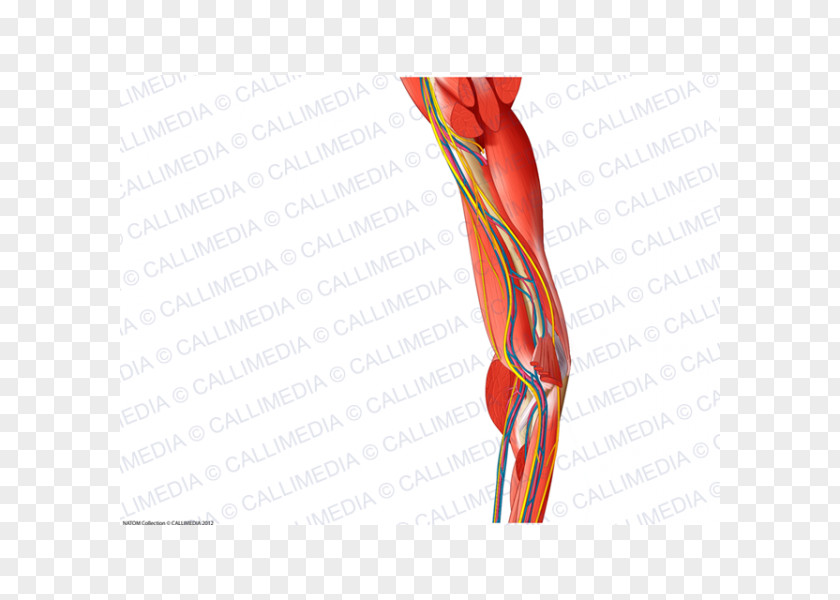 Arm Shoulder Muscle Nerve Blood Vessel Elbow PNG