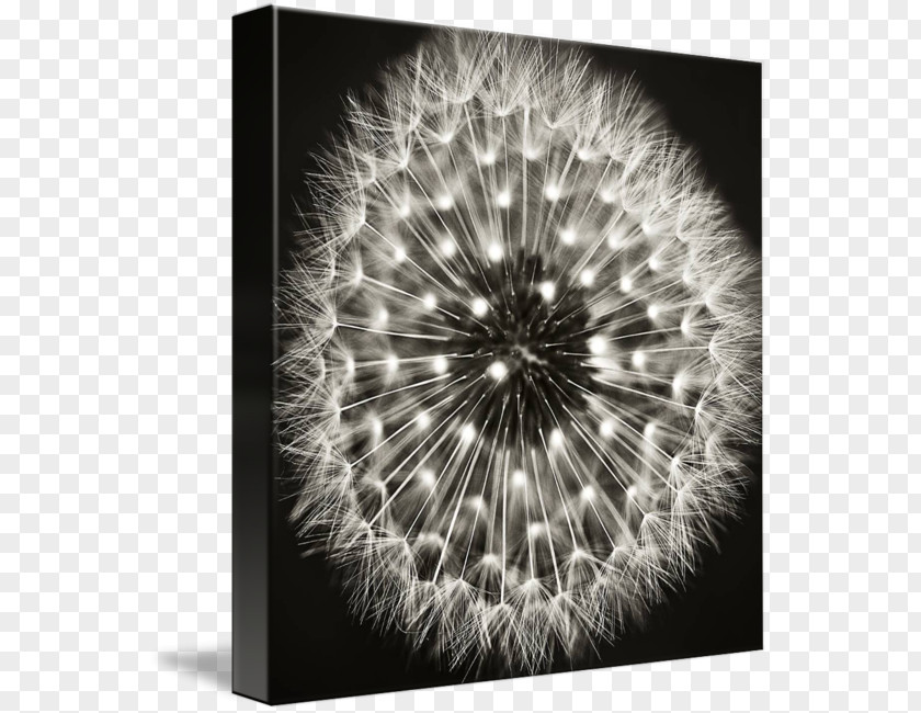 Dandelion Black And White Fine-art Photography PNG