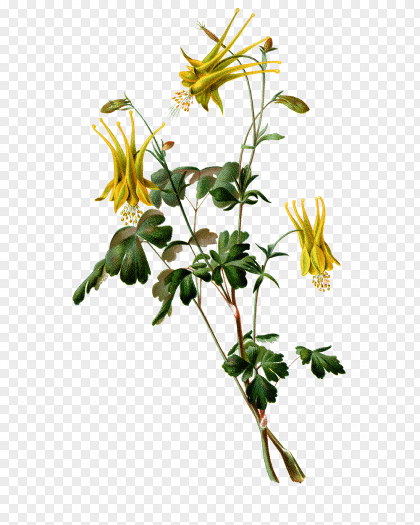 Plant Golden Columbine Perennial Kew Gardens Red Hot Pokers PNG