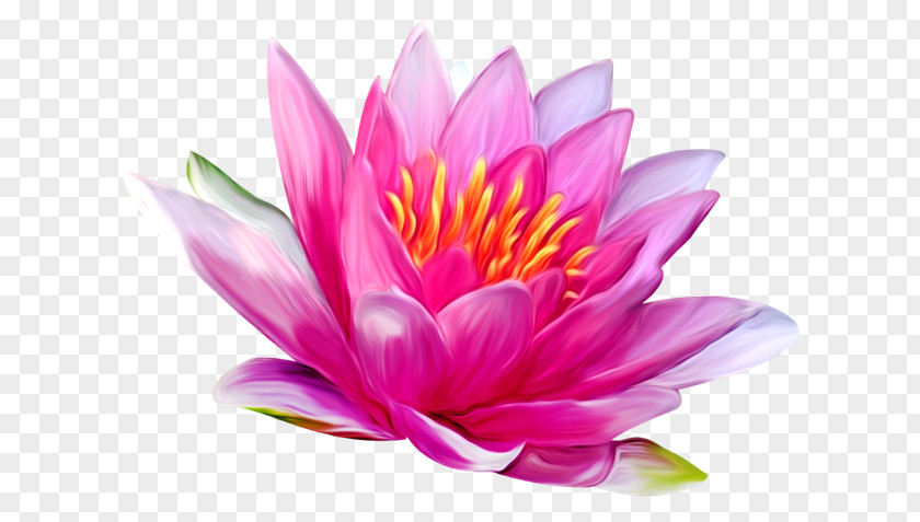 Purple Lily Nelumbo Nucifera Clip Art PNG