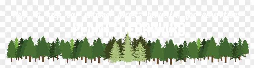 Tree Forest Pine Plant Arborist PNG