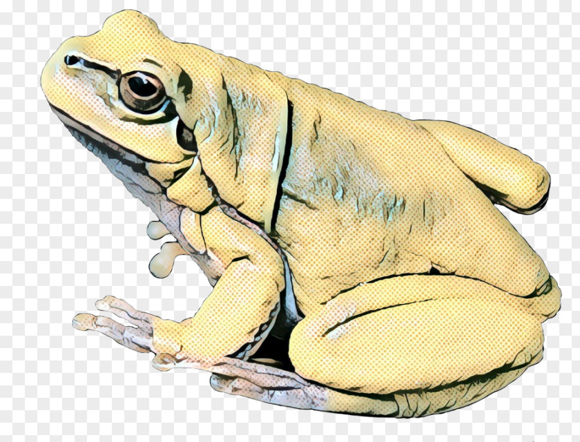 True Frog Toad Tree Fauna PNG
