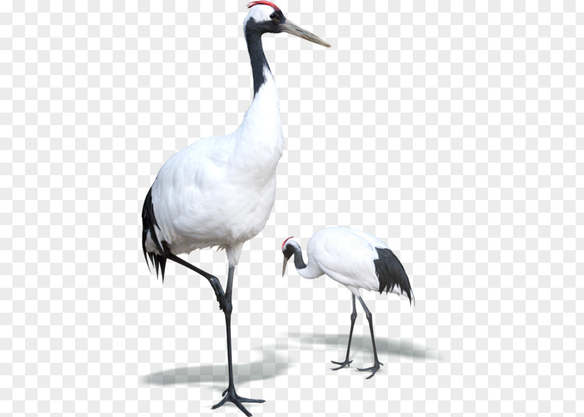 Wildlife Sandhill Crane Bird PNG