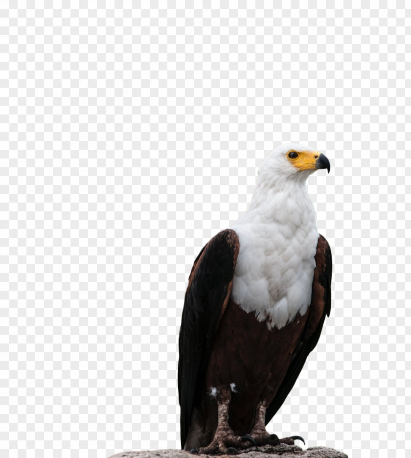 Bald Eagle Beak Fauna Falcon PNG