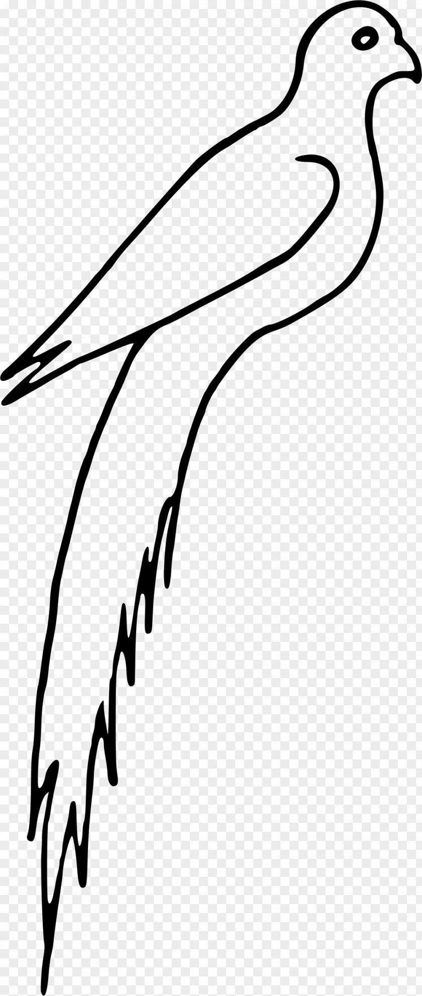 Bird Feathers Beak Feather Black And White Clip Art PNG