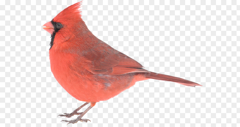 Creative Birds Northern Cardinal Company Advertising PNG