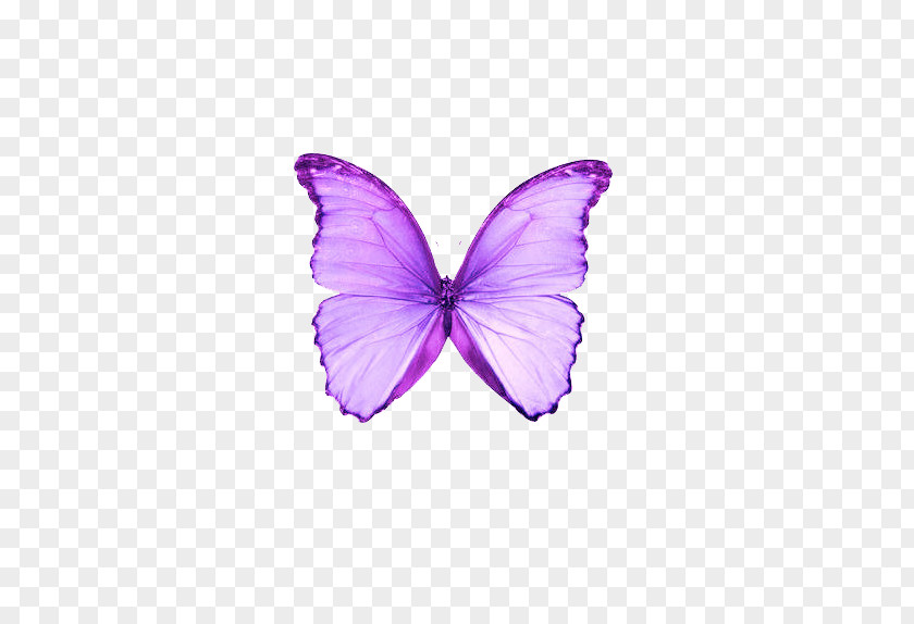 Dream Purple Butterfly Color Moth PNG