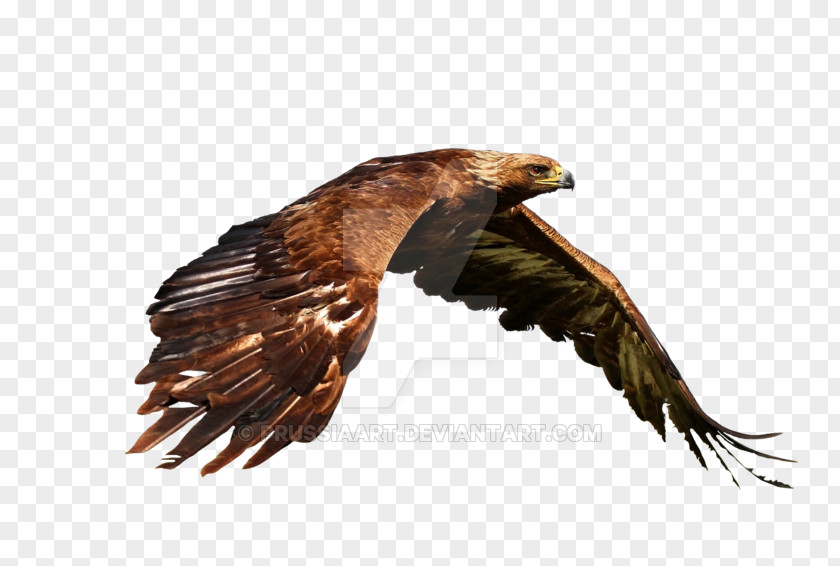 Hawk Mid Flight Bird Golden Eagle Bald Desktop Wallpaper PNG