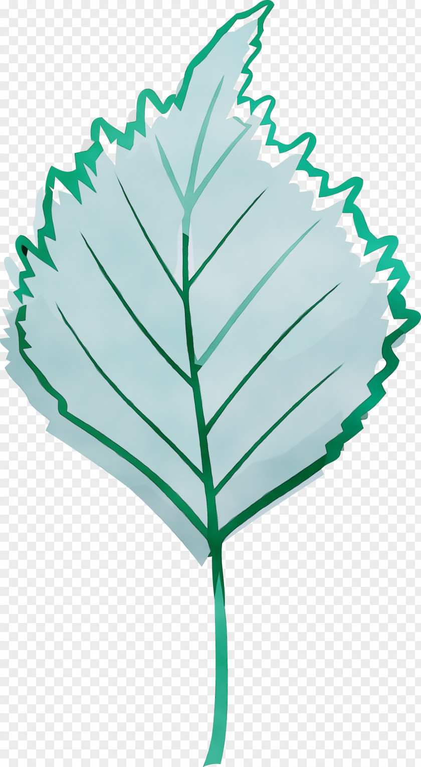 Leaf Green Plant PNG
