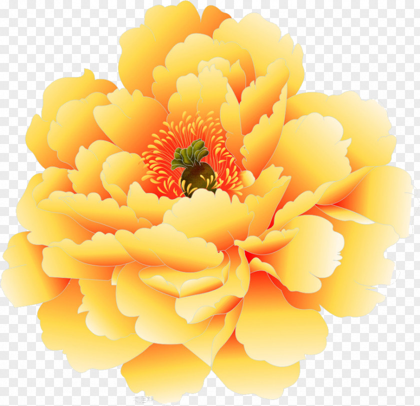 Peony Moutan Yellow PNG