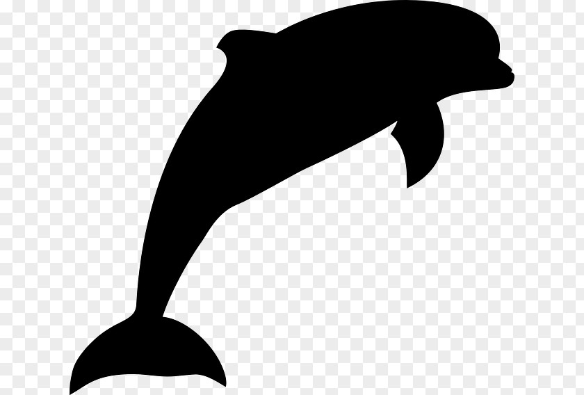 Vector Graphics Dolphin Clip Art Image Illustration PNG