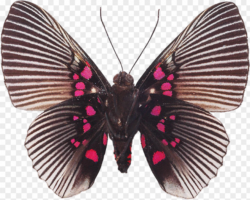 Butterfly Souvenirs Entomologiques .. Biological Specimen Insect Collecting PNG