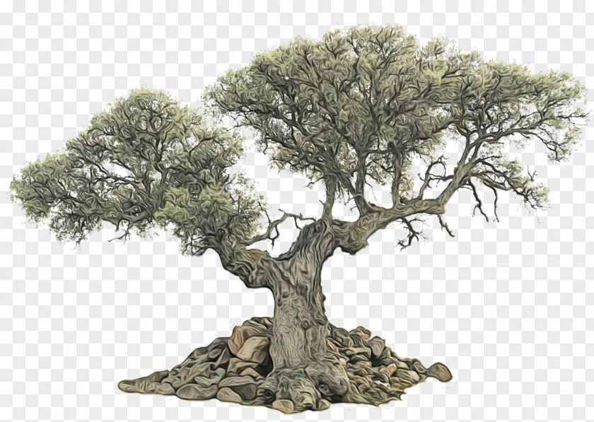 California Live Oak Tree Plant Woody Houseplant Branch PNG