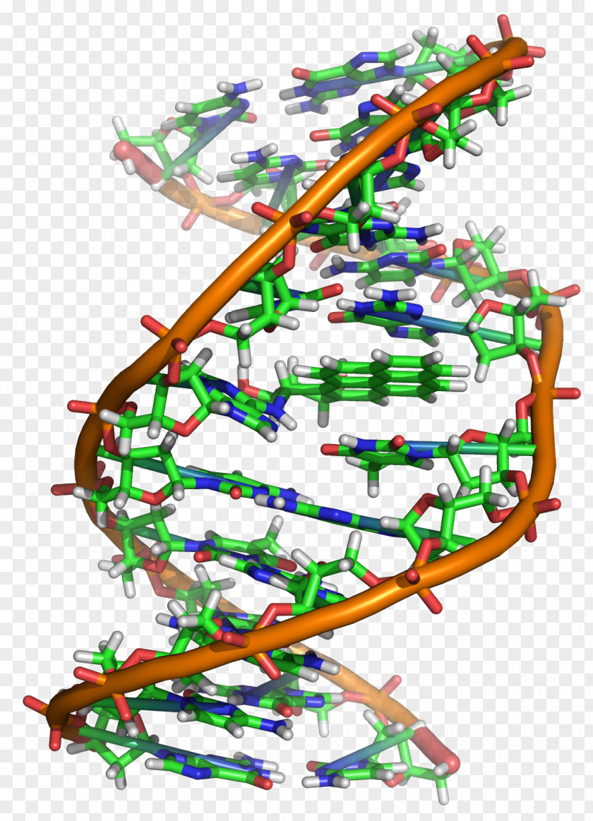 DNA Molecule Genetics Nucleic Acid RNA PNG