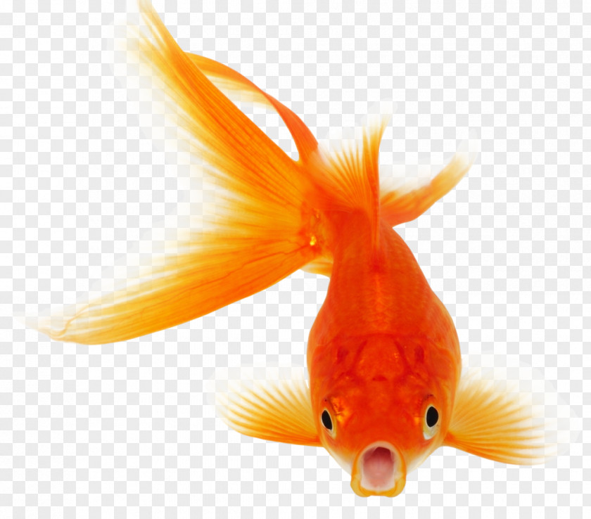 Fish Koi Goldfish Clip Art PNG