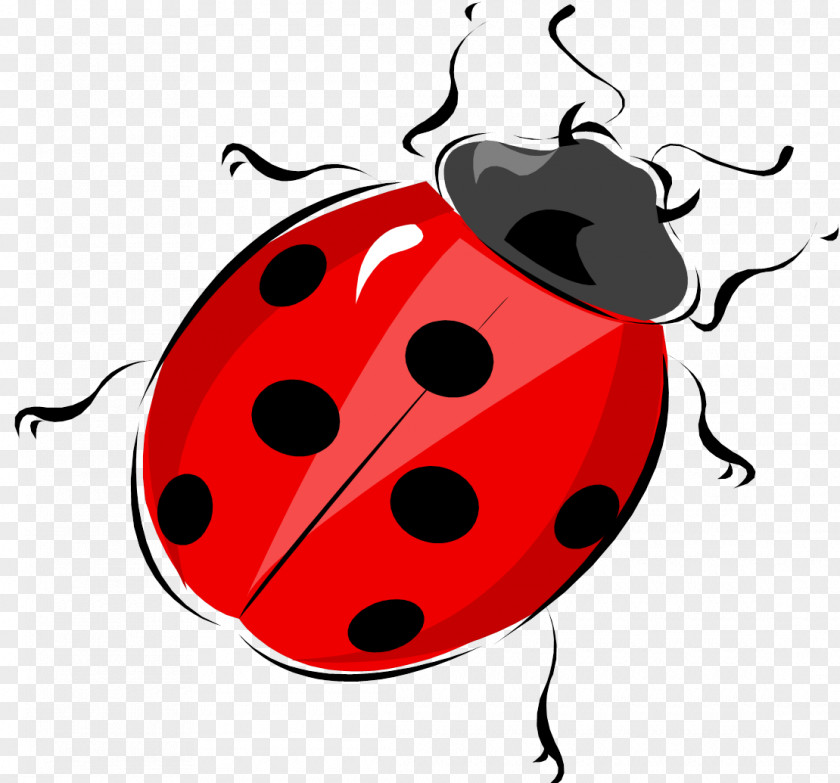 Beetle Ladybird Life Cycle Of A Ladybug Wiring Diagram PNG