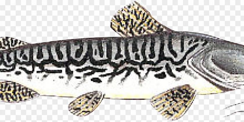 Linhas Irregulares Tiger Shovelnose Catfish Pseudoplatystoma Corruscans Fishing PNG