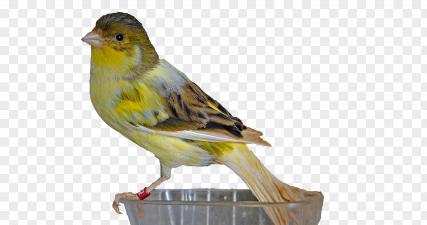 Bird Spanish Timbrado Harz Roller Razas De Canario Waterslager Canary PNG