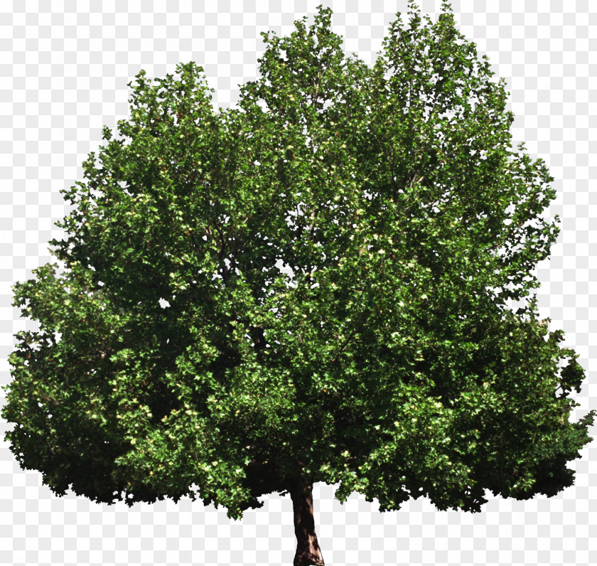 Bush Tree Of Heaven Woody Plant Broad-leaved PNG