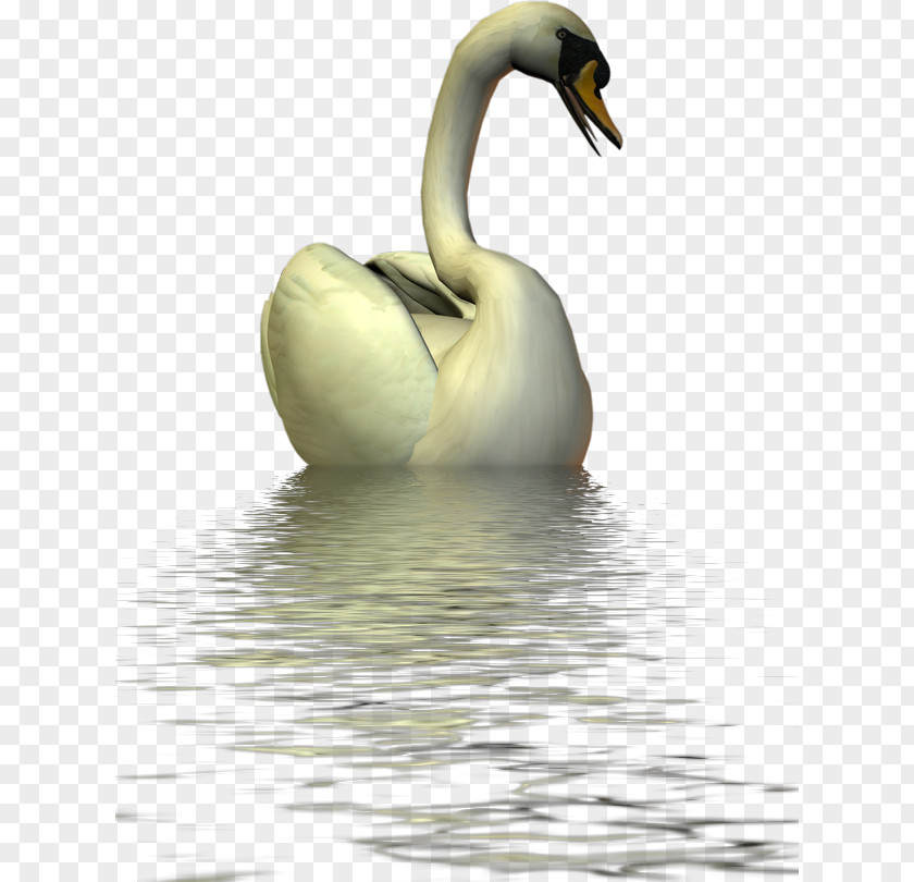 Duck Swan Goose Mute Bird PNG