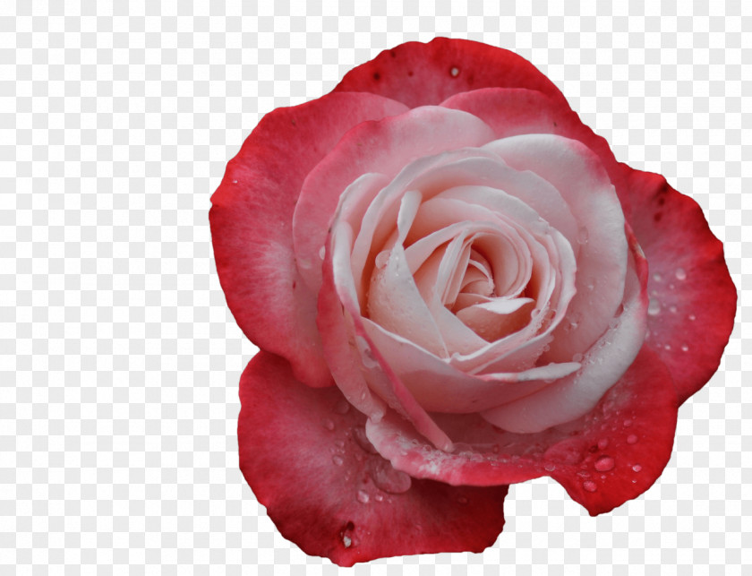 РОЗЫ Garden Roses Cabbage Rose Floribunda Petal Cut Flowers PNG