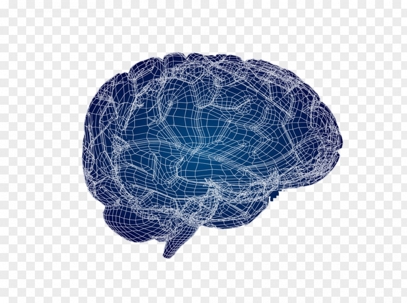 Line Brain Texture Agy Mapping Euclidean Vector PNG