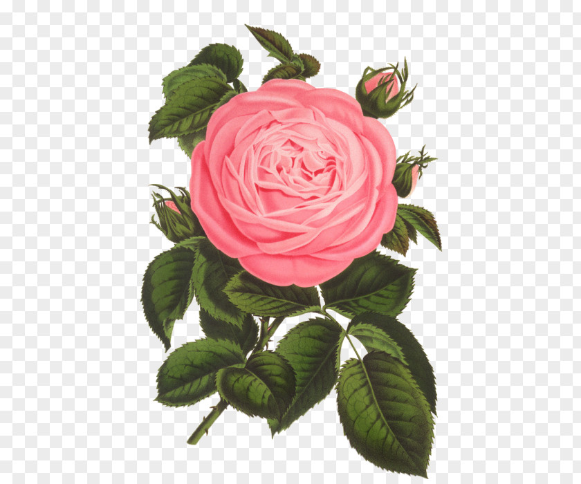 Rose Floral Design Printmaking Art Vintage Print PNG
