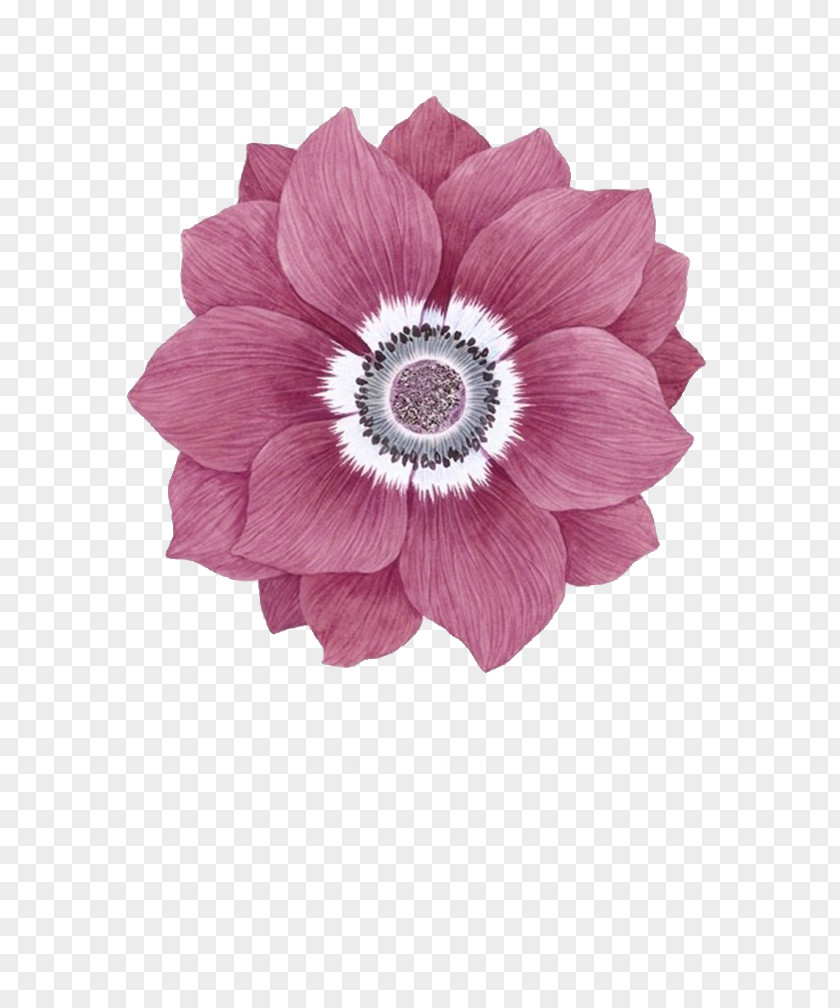 Rose Transvaal Daisy Floral Design Cut Flowers Blue Flower Petal PNG