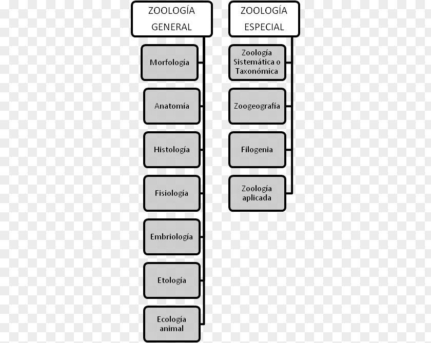 Tree Branches Zoology Anatomy Physiology Ethology Histology PNG