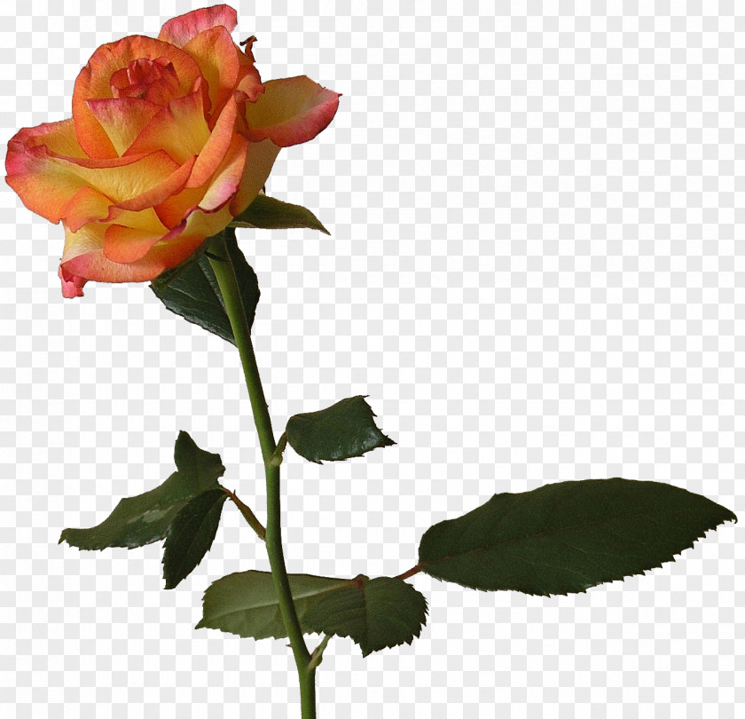 Yellow Rose .se Royalty-free Learning Birth PNG